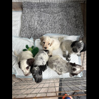Cocker Spaniel (Working &amp; Show) - Both