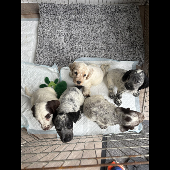 Cocker Spaniel (Working &amp; Show) - Both