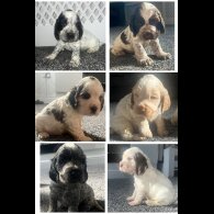 Cocker Spaniel (Working &amp; Show) - Both