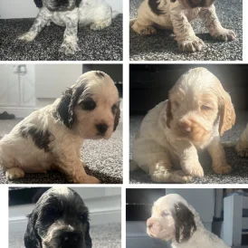Cocker Spaniel (Working &amp; Show) - Both