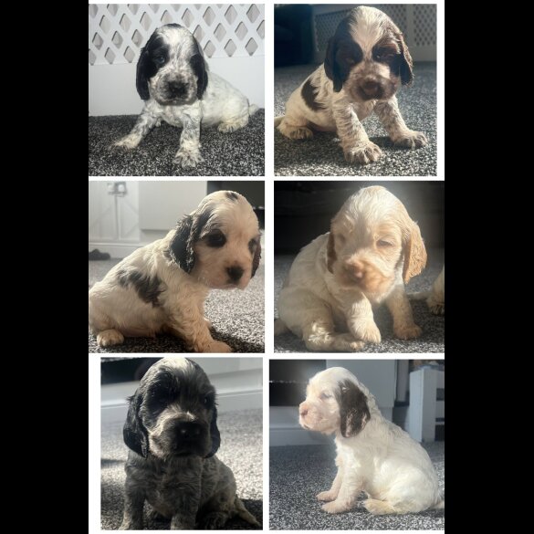 Cocker Spaniel (Working &amp; Show) - Both