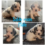 Cocker Spaniel (Working &amp; Show) - Both