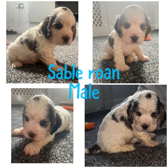 Cocker Spaniel (Working &amp; Show) - Both