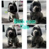 Cocker Spaniel (Working &amp; Show) - Both