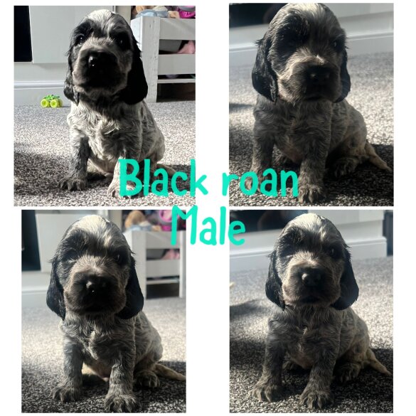 Cocker Spaniel (Working &amp; Show) - Both