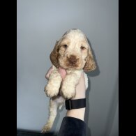 Cocker Spaniel (Working &amp; Show) - Both