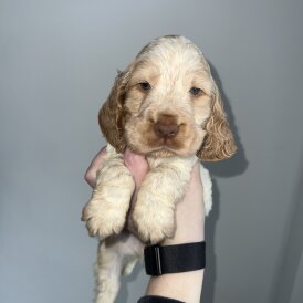 Cocker Spaniel (Working &amp; Show) - Both
