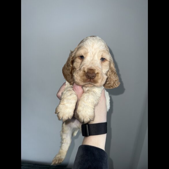 Cocker Spaniel (Working &amp; Show) - Both