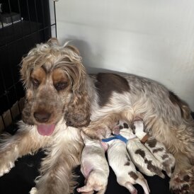 Cocker Spaniel (Working &amp; Show) - Both