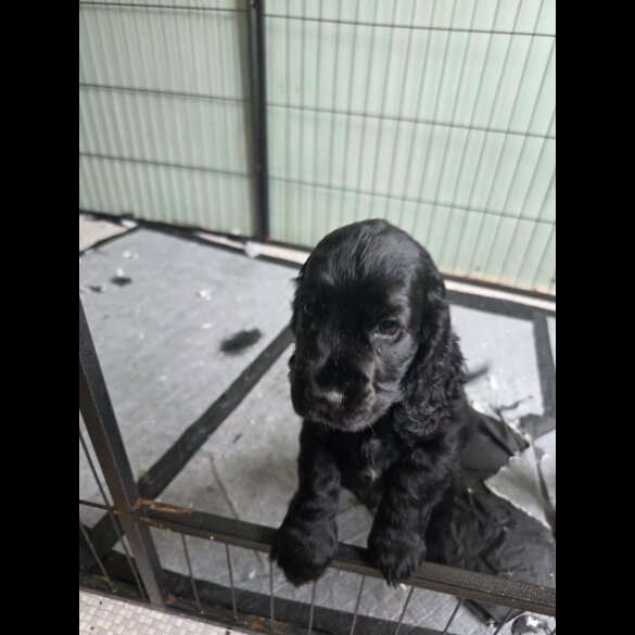 Cocker Spaniel (Working &amp; Show) - Both