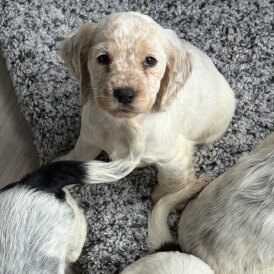 Cocker Spaniel (Working &amp; Show) - Both