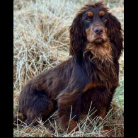 Cocker Spaniel (Working &amp; Show)