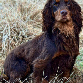 Cocker Spaniel (Working &amp; Show)