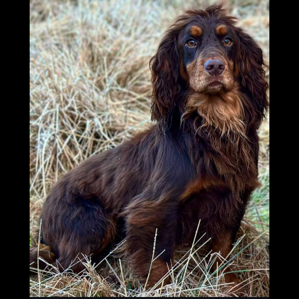 Cocker Spaniel (Working &amp; Show)