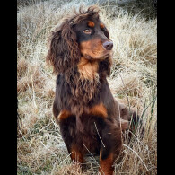 Cocker Spaniel (Working &amp; Show)