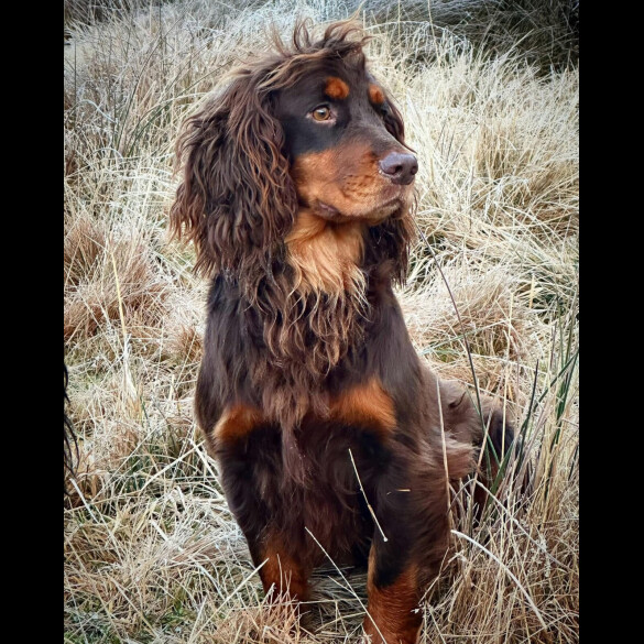 Cocker Spaniel (Working &amp; Show)