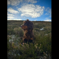 Cocker Spaniel (Working &amp; Show)