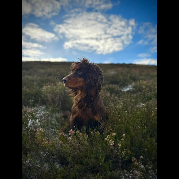 Cocker Spaniel (Working &amp; Show)
