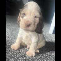 Cocker Spaniel (Working &amp; Show) - Both