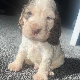 Cocker Spaniel (Working &amp; Show) - Both