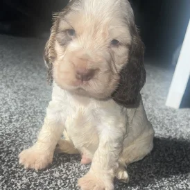 Cocker Spaniel (Working &amp; Show) - Both
