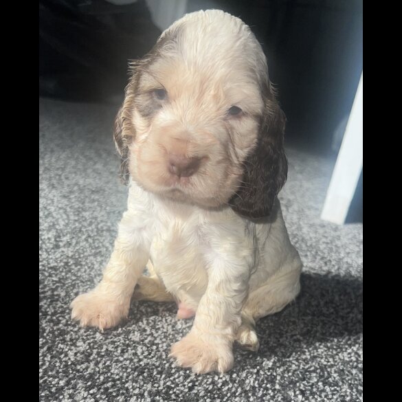 Cocker Spaniel (Working &amp; Show) - Both