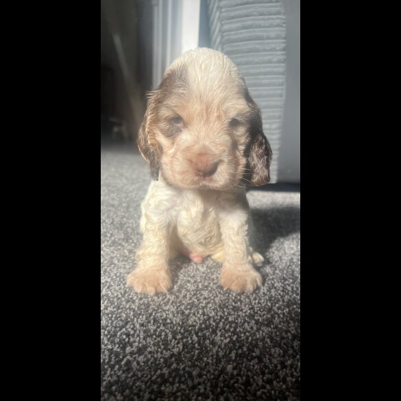 Cocker Spaniel (Working &amp; Show) - Both