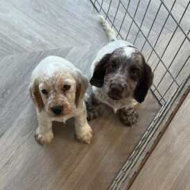 Cocker Spaniel (Working &amp; Show) - Both