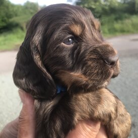 Cocker Spaniel (Working &amp; Show) - Both
