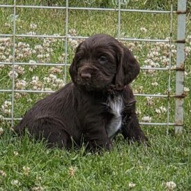 Cocker Spaniel (Working &amp; Show) - Both