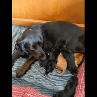 Cocker Spaniel (Working &amp; Show) - Both
