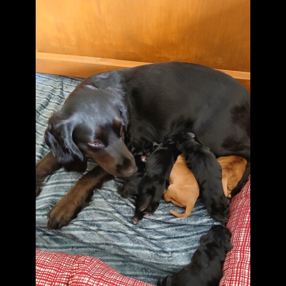 Cocker Spaniel (Working &amp; Show) - Both