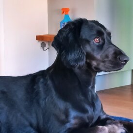 Cocker Spaniel (Working &amp; Show) - Both