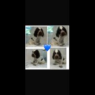 Cocker Spaniel (Working &amp; Show) - Both