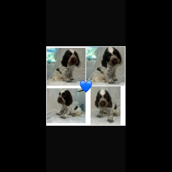 Cocker Spaniel (Working &amp; Show) - Both