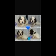 Cocker Spaniel (Working &amp; Show) - Both