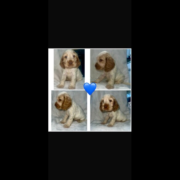 Cocker Spaniel (Working &amp; Show) - Both
