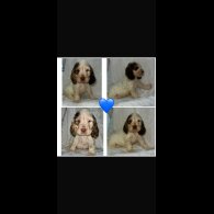 Cocker Spaniel (Working &amp; Show) - Both