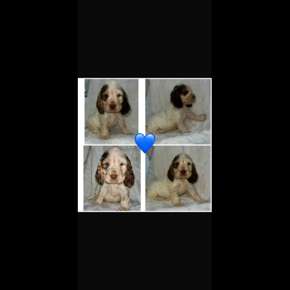 Cocker Spaniel (Working &amp; Show) - Both