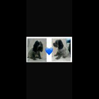 Cocker Spaniel (Working &amp; Show) - Both