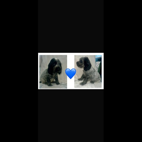 Cocker Spaniel (Working &amp; Show) - Both