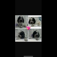 Cocker Spaniel (Working &amp; Show) - Both