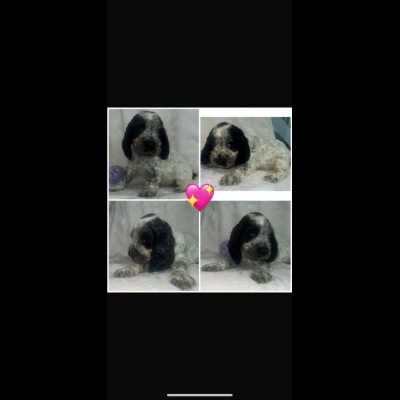 Cocker Spaniel (Working &amp; Show) - Both