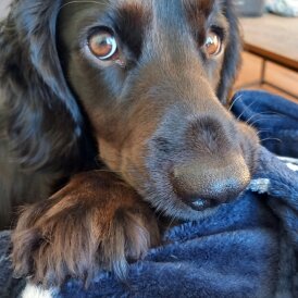 Cocker Spaniel (Working &amp; Show) - Both