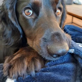 Cocker Spaniel (Working &amp; Show) - Both