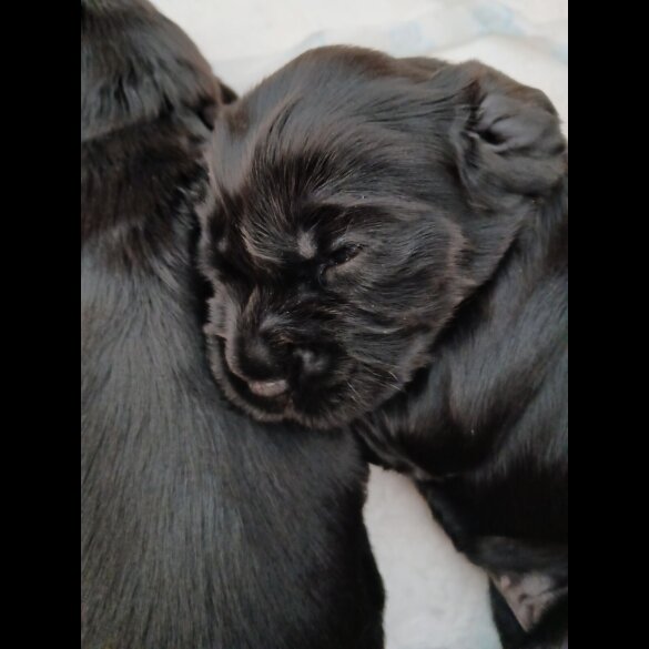 Cocker Spaniel (Working &amp; Show) - Both