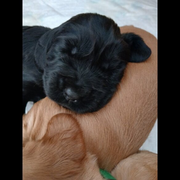 Cocker Spaniel (Working &amp; Show) - Both