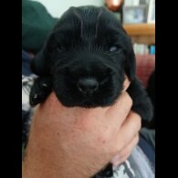 Cocker Spaniel (Working &amp; Show) - Both