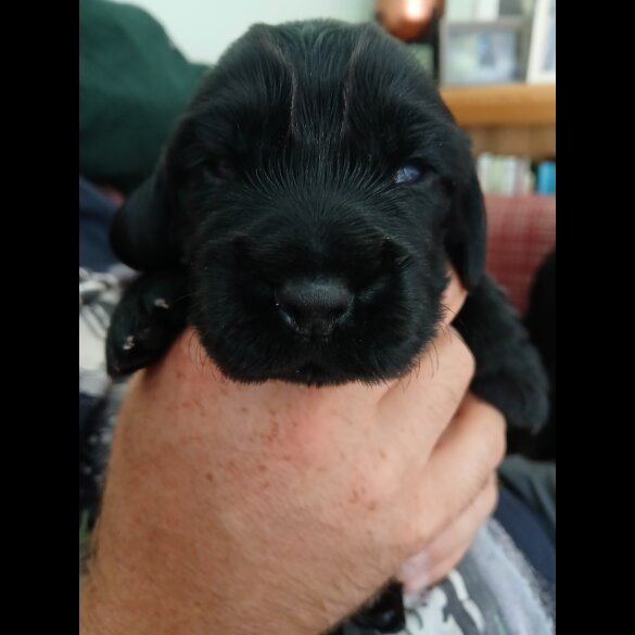 Cocker Spaniel (Working &amp; Show) - Both