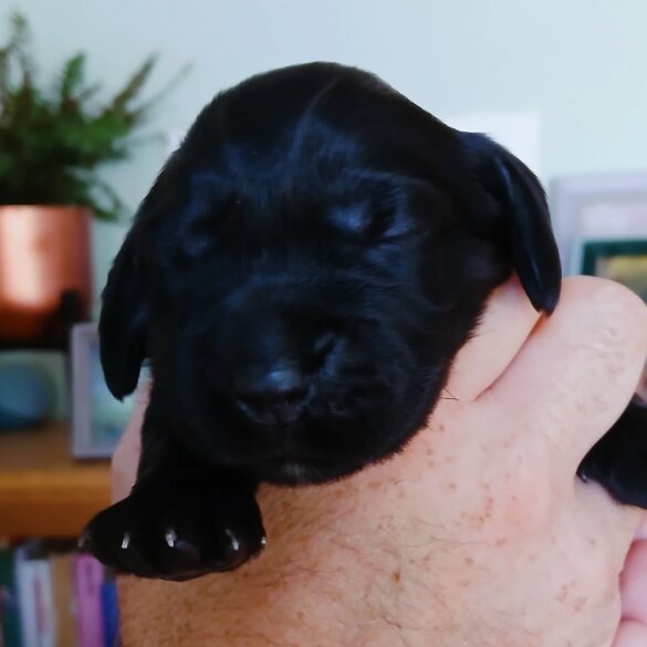 Cocker Spaniel (Working &amp; Show) - Both
